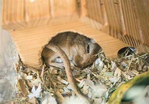 Falls sie derzeit sehr unter. Hamster will nicht mehr in sein Haus | nagerguide.de