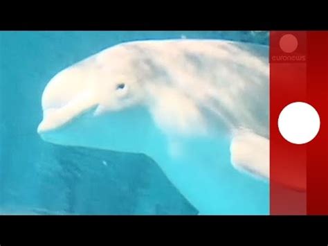 Translations come complete with examples of usage, transcription, and the possibility to hear pronunciation. Having a whale of a time: stunning footage of white whale ...