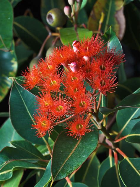 The database is searched for flowers that have all of the characteristics that you selected, so leave the search all option selected for any information that. Corymbia ficifolia - Wikipedia
