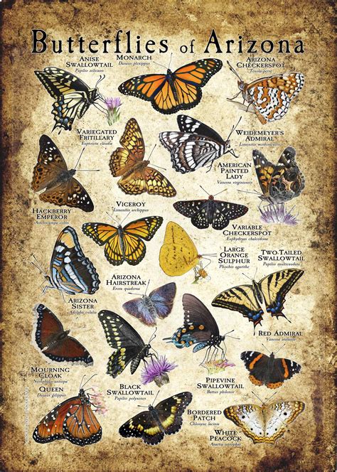 Butterflies Of Arizona Poster Print