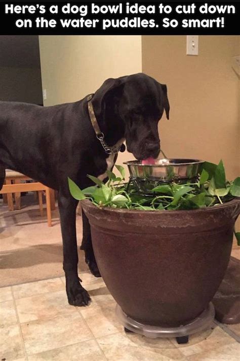 He was at the shelter since he was. Tips & Hacks For Your Dog | Drinking water, Frugal and ...
