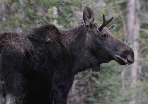 In This State For Vermonts Largest Mammal The Moose Some Tiny