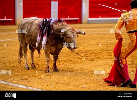 Bullfight At The Plaza De Toros Granada Andalusia Spain Europe