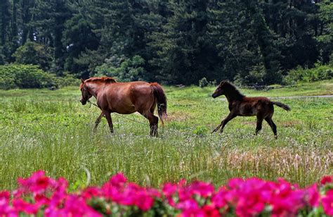 Free Images Landscape Nature Grass Plant Field Farm Meadow