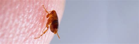 All About Fleas Fleas Facts And Types Insect Library