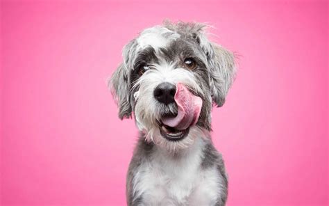 Voice of the Artist: 5 Expert Tips for Making the Perfect Dog Portrait