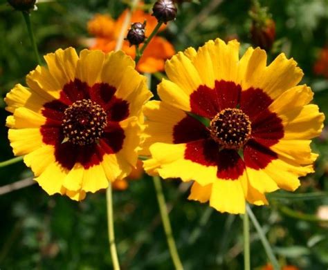 Meski anda bukan pencinta bunga ornamental atau bunga hias, paling tidak anda akan mudah jatuh hati pada lingkungan yang indah dan asri. Daftar nama bunga, gambar bunga cantik, indah, unik, dan ...