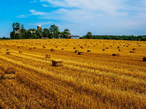 Amber Fields Of Grain Photograph By Louis Dallara