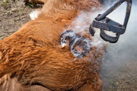 Cattle branding irons for sale. Branding Cattle the Right Way