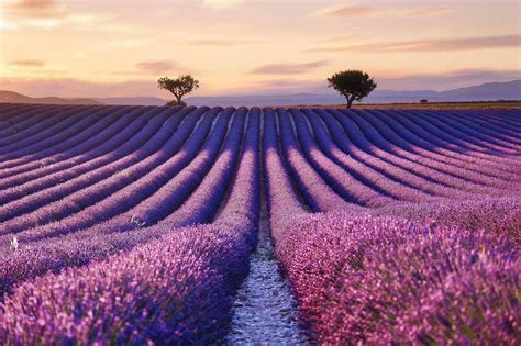 Valensole Provence Alpes Côte Dazur France Lavender Fields