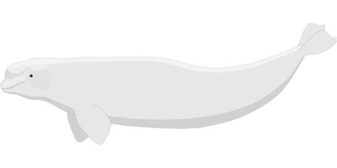 Beluga Whale Watercolor 9586608 Png Transparent Image