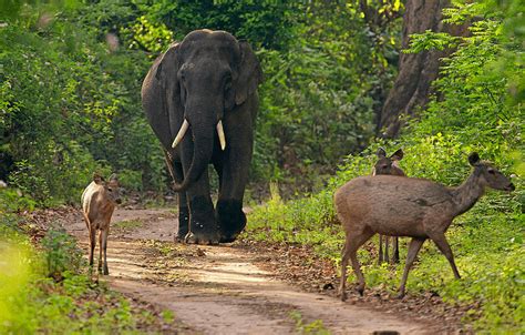 Where To Stay In 15 Most Popular Indian National Parks