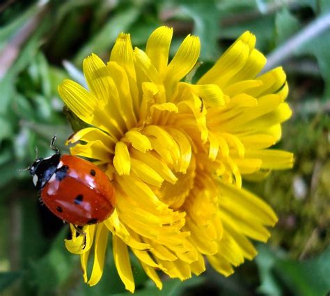 Photographie Coccinelle Photographies De Coccinelles Et De Fleurs