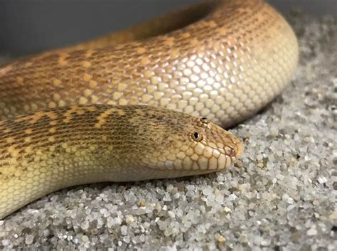In general, adults are medium to large in size, with females usually larger than the m Check Out The 'Googly Eyed' Arabian Sand Boa