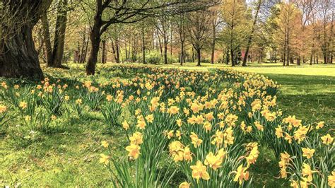 Daffodils Visit Dean Wye