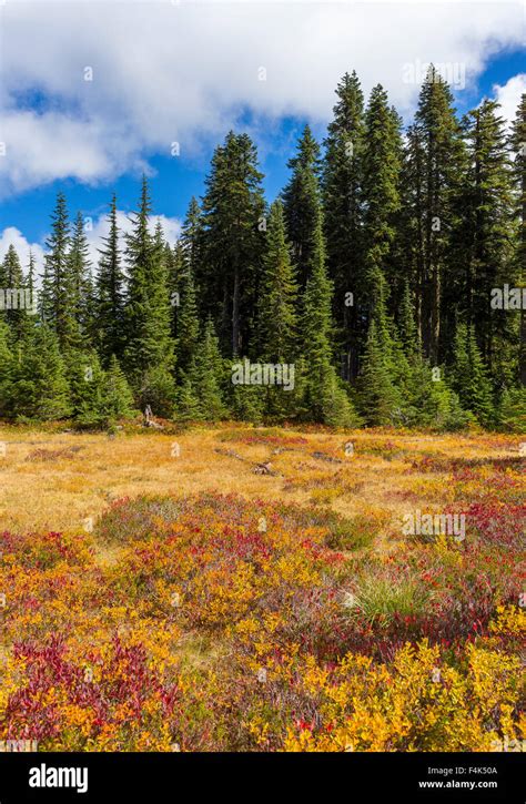 Ford Pinchot National Forest Washington Usa Autumn Foliage In