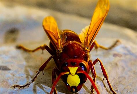 Red Paper Wasp Stinger Rwanda 24