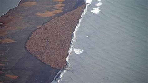 Melting Ice Leaves 35000 Walruses Stranded World News Sky News