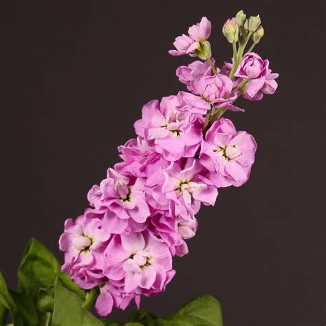 Matthiola Incana Traditional Field Grown Column Stock Appleblossom