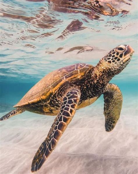 A D V E N T U R E Sea Turtle Pictures Sea Turtles Photography Baby