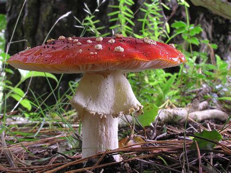 File:Fly Agaric mushroom 04.jpg - Wikimedia Commons gambar png
