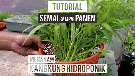 Tutorial Menanam Kangkung Hidroponik Hydroponics Diy Hydroponics