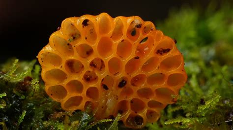Orange Pore Fungus Favolaschia Calocera Thought To Be A Flickr