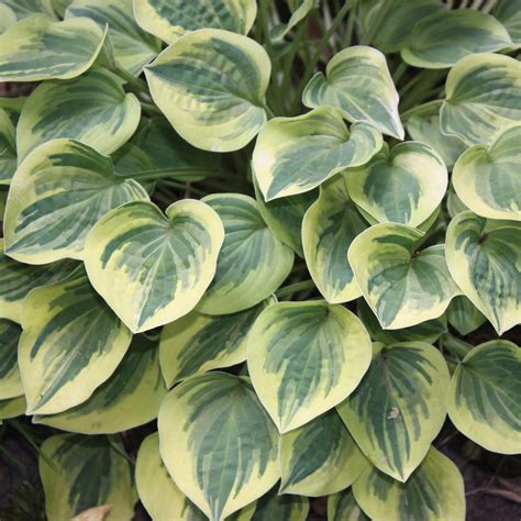 This beauty has blue leaves with white wavy margins and is a sun tolerant and slug resistant hosta type. Hosta 'Cameo'