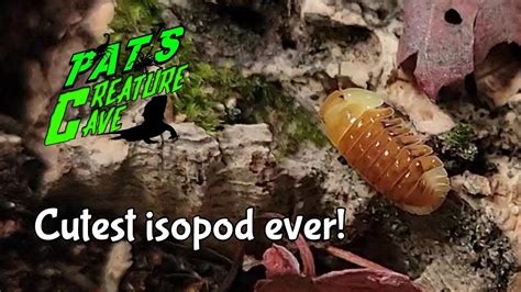 the cutest isopod rubber ducky cubaris youtube