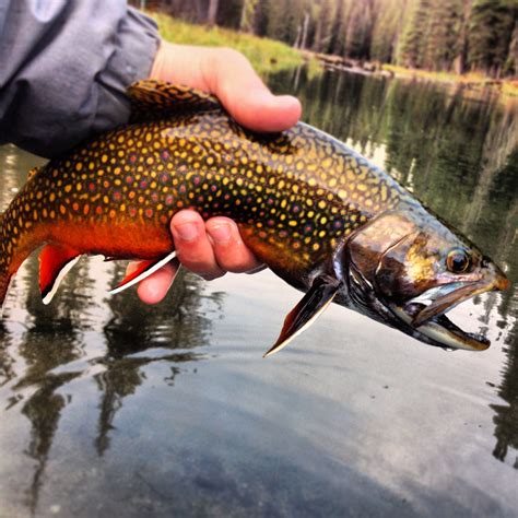 Central Oregon Spawning Brook Trout Are Some Of The Most Beautiful