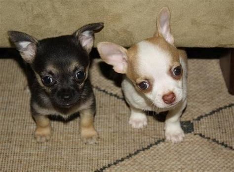 Ckc Teacup Applehead Chihuahua Puppies 8 Weeks Old 2 4 Lbs Grown