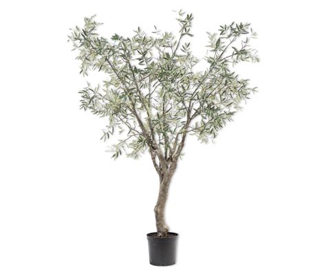 Olive Tree Green 244 Cm