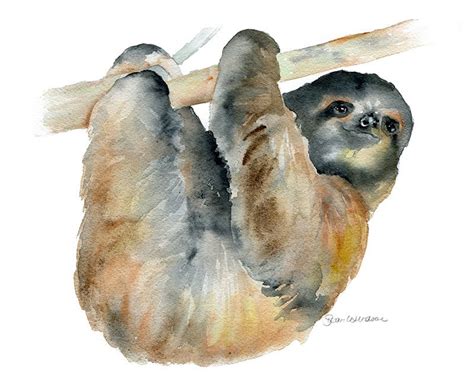 Sloth Watercolor Painting Giclee Print 11 X 14 By Susanwindsor