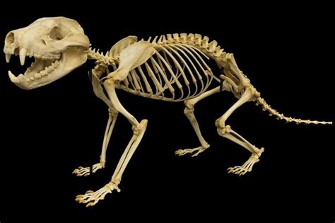 Evidence for lek mating in the dugong or sea pig (dugong dugon), monogamy in steller's sea cow (hydrodamalis gigas), and. Pinterest