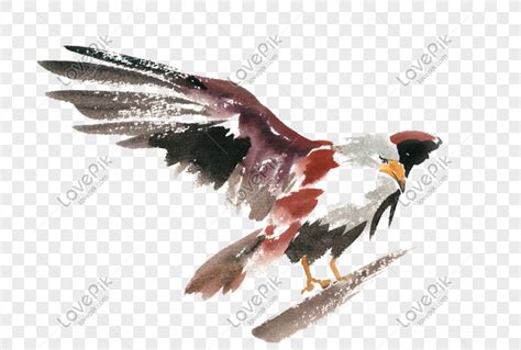 Sketsa gambar burung sangat berguna untuk dilakukan sebelum kita menggambar. Gambar Kartun Burung Elang Terbang