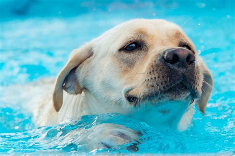 Can Puppies Swim In Pools