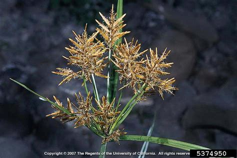 Leaf width is 0.2 to 0.5 inch in width and gradually taper to a thin tip. yellow nutsedge, Cyperus esculentus (Cyperales: Cyperaceae ...