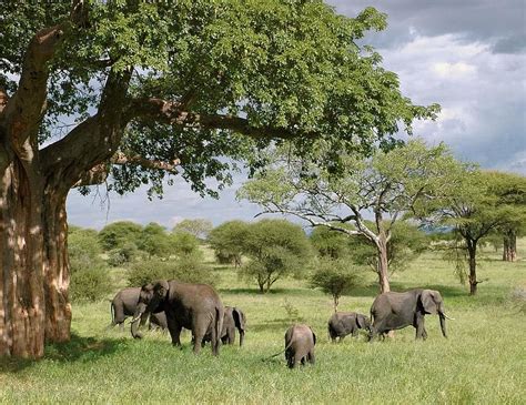 Safari Tanzania Africa National Park Animal Wild Animal Elephant