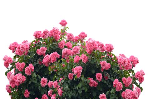 Roses Love Nature Rose · Free Photo On Pixabay