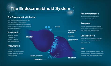 The Endocannabinoid System Ascend Cannabis Dispensaries