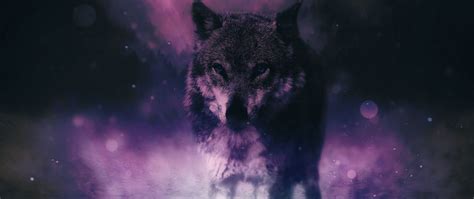 Download Wallpaper 2560x1080 Wolf Predator Wildlife Photoshop Sight