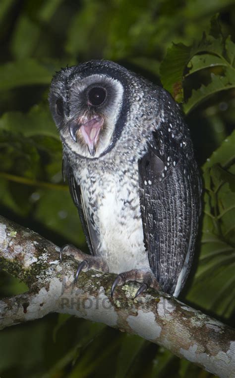 Do you want to make less mistakes in english? Buy Lesser Sooty Owl Image Online - Print & Canvas Photos ...