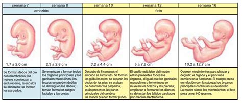 Linea Del Tiempo Desarrollo Embrionario Reverasite