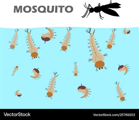 Mosquito Larva Under Water Royalty Free Vector Image