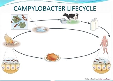 The Prevalence Of Campylobacter In Food And Elsewhere Marler Clark