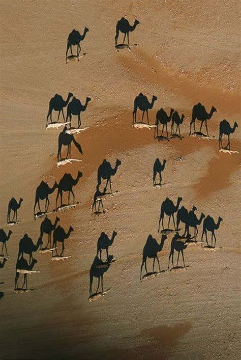 Submitted photos also joined national geographic's photography community, your shot. A pack of camels trekkin through the Sahara Desert. The ...