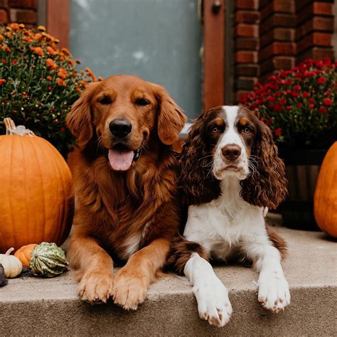 Golden retrievers should not be relegated to the backyard. Golden Retriever Breeders In Arkansas - Pets Ideas