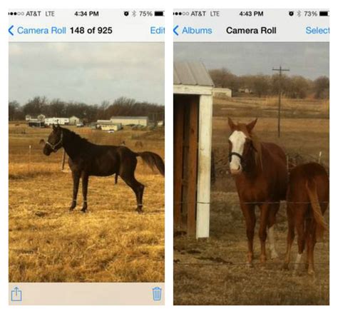 Best of Craigslist: ‘trade for horse or tack or…’ | HORSE NATION