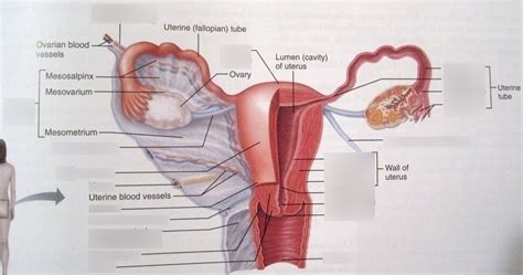 Normal Anatomy And Physiology Of The Female Pelvis Diagram Quizlet