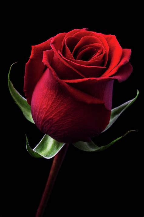 Red Rose Art Print By Iwan Tirtha Rosas Vermelhas Belas Rosas